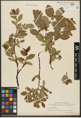 Foto von Salix hastata L.